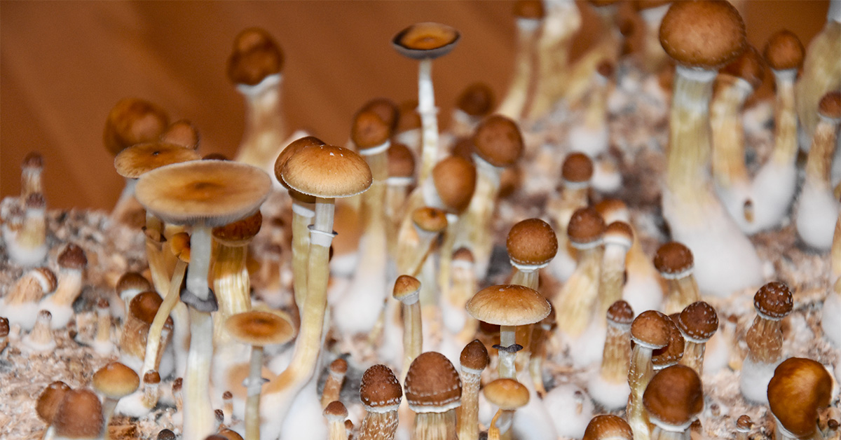 Magic Mushrooms For Sale – Information on Magic Mushrooms