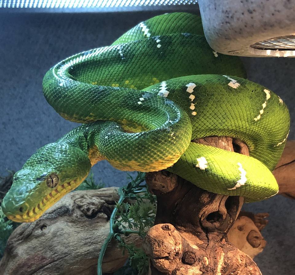 Unveiling the Fascination: Emerald Tree Boa for Sale